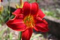 Liliowiec Ogrodowy CRIMSON GLORY