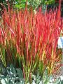 Trawa Imperata RED BARON 2