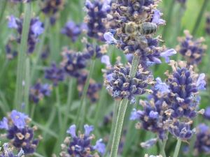  Levandule lékařská AROMATICO BLUE LA BLUSA