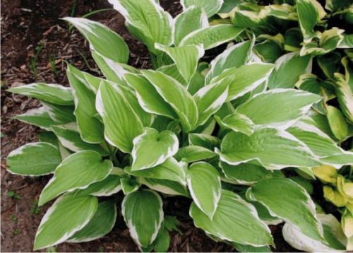 Bohyška -  Hosta SHOGUN