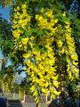 Złotokap Watereri VOSSII PENDULA