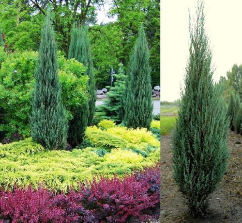 Jalovec skalní BLUE ARROW