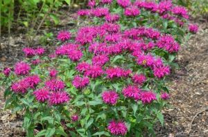 Zavinutka podvojná  'BALMY ROSE'