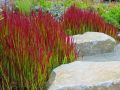 Trawa Imperata RED BARON