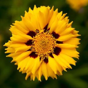 Krásnoočko velkokvětý ANDIAMO YELLOW