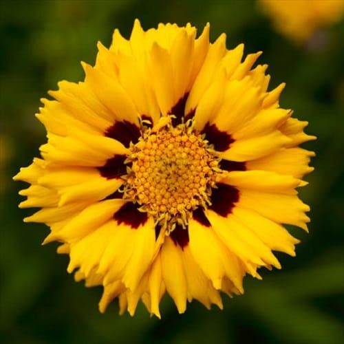 Krásnoočko velkokvětý ANDIAMO YELLOW