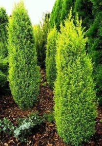 Jalovec obecný SUECICA AUREA