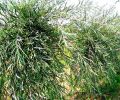 Wierzba BAMBUSOWA - Palmowa