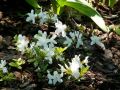 Azalia japońska ALBIFLORUM