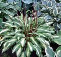 Funkia - HOSTA CHERRY BERRY