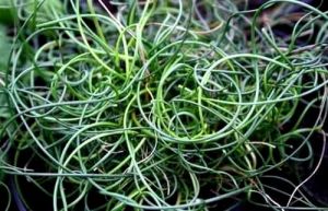 Sítina rozkladitá TWISTED DART