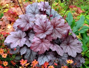 Dlužicha GEORGIA PLUM