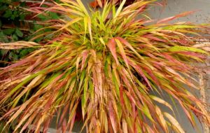 Bambusová tráva BENI KAZE