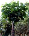 Lipa srebrzysta SILVER GLOBE