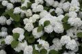 Kalina japońska GRANDIFLORUM