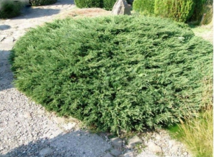 Jalovec polehlý REPANDA