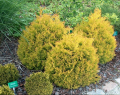 Thuja RHEINGOLD