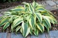 Funkia - Hosta LAKESIDE DRAGONFLY