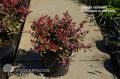 Berberys RED PILLAR