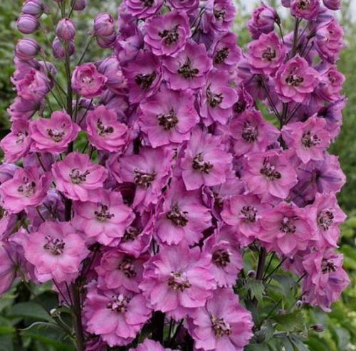 Stračka vyvýšená ASTOLAT