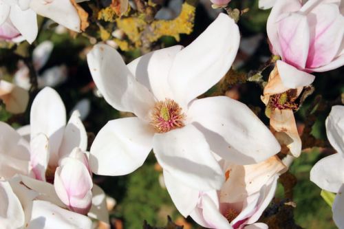 Šácholan soulangeana SPECIOSA