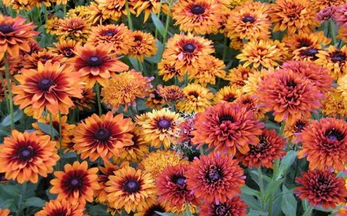 Třapatka srstnatá CHEROKEE SUNSET