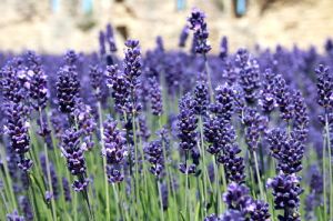 Levandule SENTIVIA BLUE