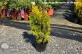 Thuja 4EVER GOLD