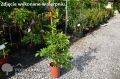 Wisteria Kwiecista LUDWIK LAWIN