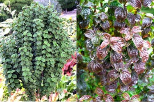 Svída fialová COMPRESSA