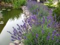 LAWENDA BLUE SCENT EARLY