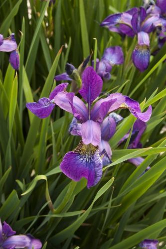 Kosatec sibiřský CHILLED WINE