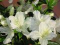 Azalia japońska ALBIFLORUM