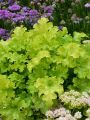 Żurawka LIME RUFFLES