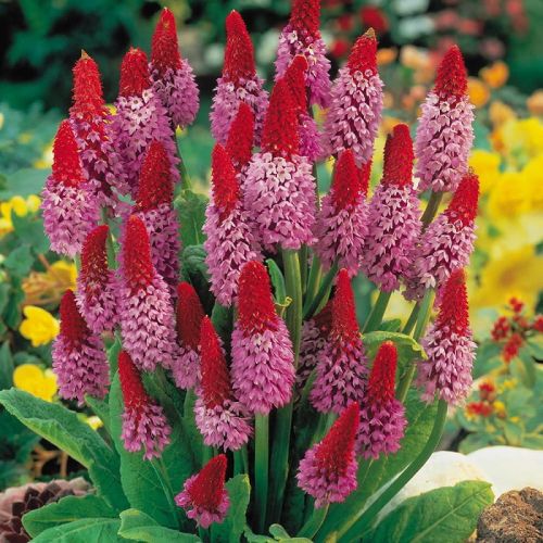 Prvosenka VIALA RED HOT POKER