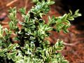 Bukszpan VARIEGATA