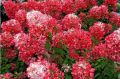 Hortensja Bukietowa DIAMANT ROUGE