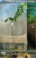 Lipa drobnolistna GREENSPIRE