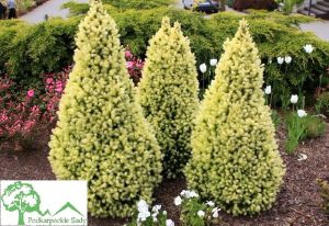 Smrk sivý DAISY'S WHITE