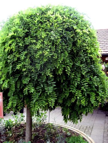 Jerlín japonský Pendula