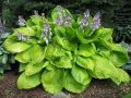 Funkia - Hosta SUM & SUBSTANCE