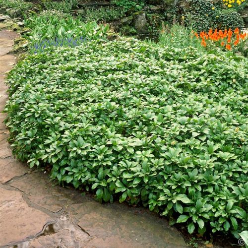 Pachysandra klasnatá GREEN CARPET