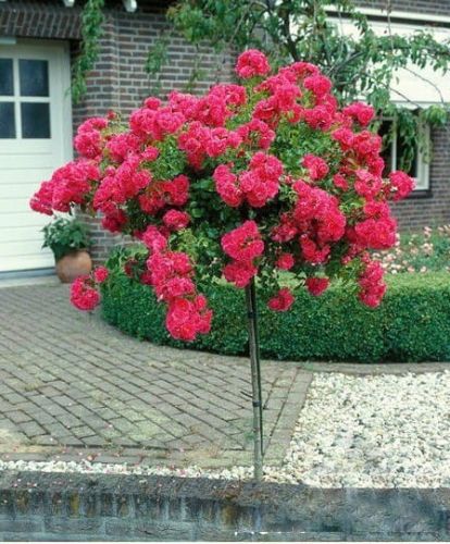 Růže na pařezu růžová -  převislá ve květináči