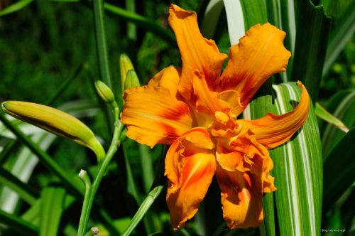 Heherocallis hybrida KVANSO VARIEGATA