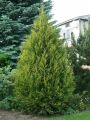 Thuja AUREOSPICATA