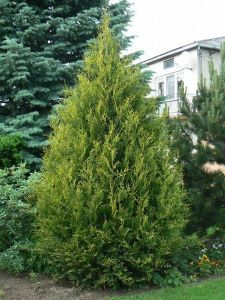 Zerav AUREOSPICATA 25-30cm