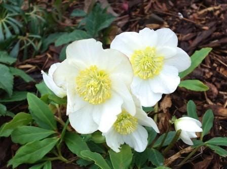 Čemeřice východní CROWN SNOW WHITE