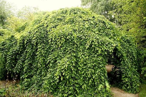 Habr obecný PENDULA – štěpený 160 cm