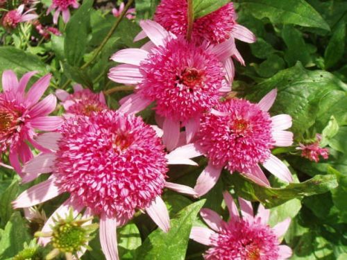 Třapatkovka PINK DOUBLE DELIGHT