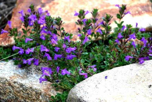 PAMĚTNÍK ALPSKÝ MARVELETTE BLUE